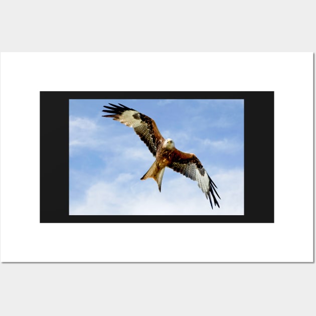 Soaring Red Kite Wall Art by MartynUK